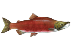 sockeye salmon